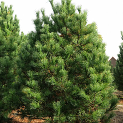 Сосна румелийская/Pinus peuce 60-80 С7,5 (Р)