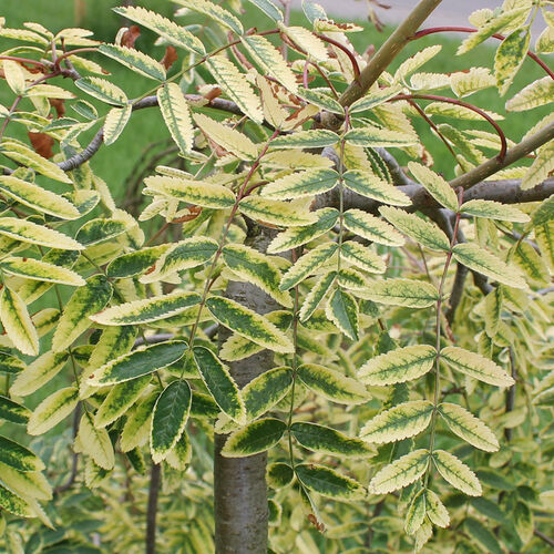Рябина обыкновенная Пендула Вариегата/Sorbus aucuparia Pendula Variegata 80-200 C5