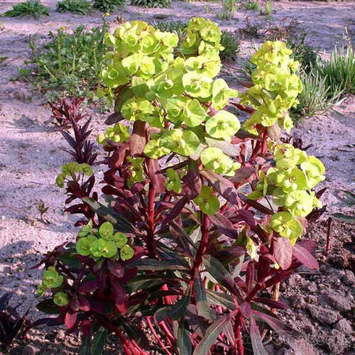 Молочай миндалевидный Пурпуреа/Euphorbia amygdaloides Purpurea С3