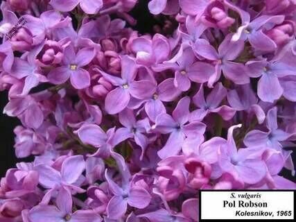 Сирень обыкновенная Поль Робсон/Syringa vulgaris Paul Robson 80-100 С6