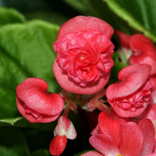 Бегония вечноцветущая Пасо Добль Черри Ред/Begonia semperflorens Paso Doble Cherry Red Р1