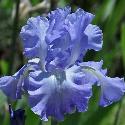 Ирис бородатый (германский) Виктория Фолс/Iris germanica Victoria Falls Р1,5