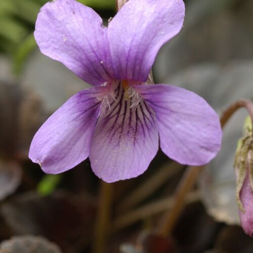 Фиалка лабрадорская/Viola labradorica Р1,5