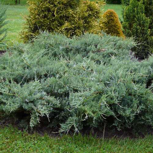 Можжевельник виргинский Грей Оул/Juniperus virginiana Grey Owl 40-60 С10