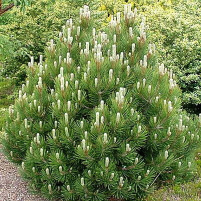 Сосна горная Гном/Pinus mugo Gnom 20-25 С1,5