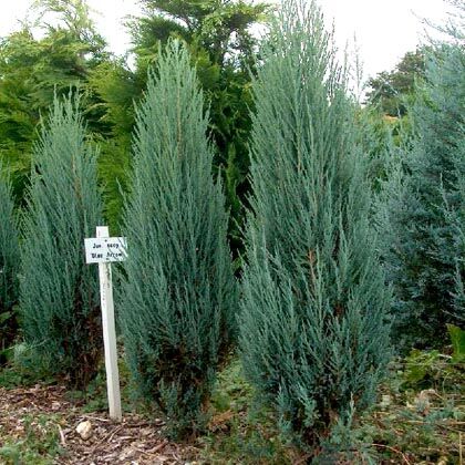 Можжевельник скальный Блю Эрроу/Juniperus scopulorum Blue Arrow 125-150 С20