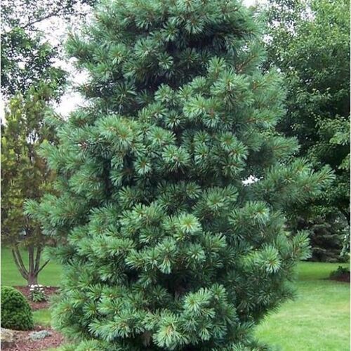 Сосна кедровая корейская/Pinus koraiensis 140-160 B