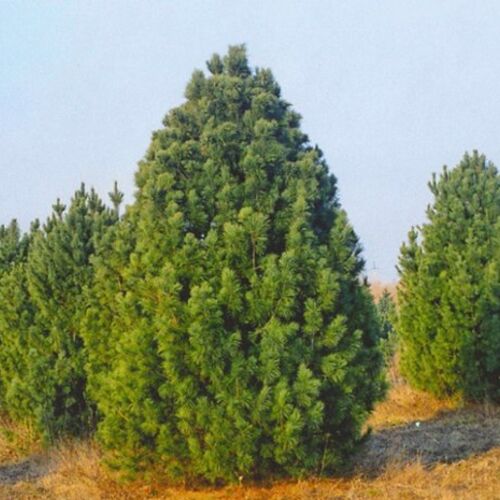 Сосна кедровая сибирская/Pinus sibirica 30-50 С5