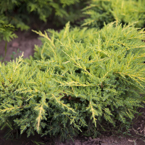Можжевельник средний Голд Стар/Juniperus мedia Pfitzeriana Gold Star С3