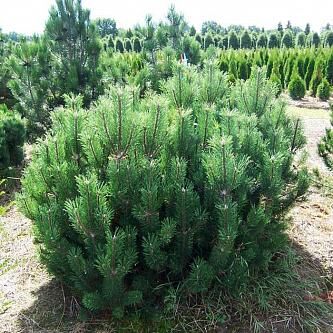 Сосна кедровая европейская Компакта Глаука/Pinus cembra Compacta Glauca 30-40 С5