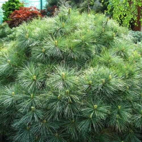 Сосна веймутова Минима/Pinus strobus Minima 40-50 С7,5