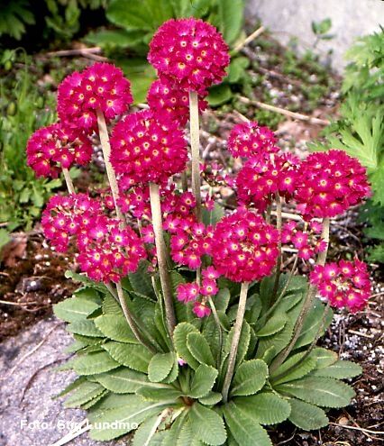 Примула мелкозубчатая Красная/Primula denticulata Rubra С1