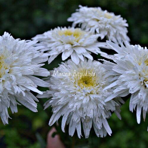 Нивяник великолепного Фиона Гогхилл/Leucanthemum superbum Fiona Goghill Р1,5