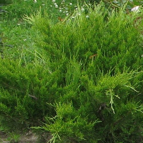 Можжевельник казацкий Рокери Джем/Juniperus sabina Rockery Gem 40-60 С35