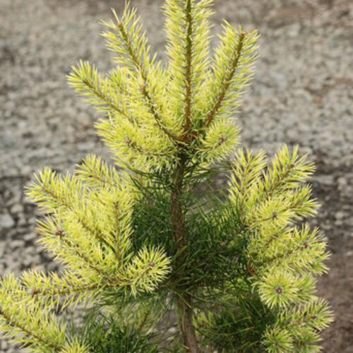 Сосна обыкновенная Биалогон/Pinus sylvestris Bialogon 100-120 С10