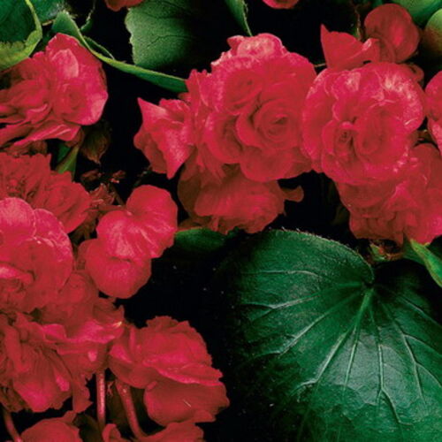 Бегония вечноцветущая Пасо Добль Дабл Черри Рэд/Begonia semperflorens Paso Doble Double Cherry Red