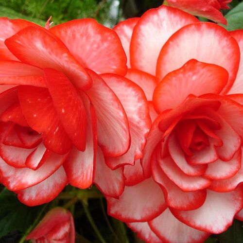 Бегония вечноцветущая Даблет Рэд/Begonia semperflorens Doublet Red