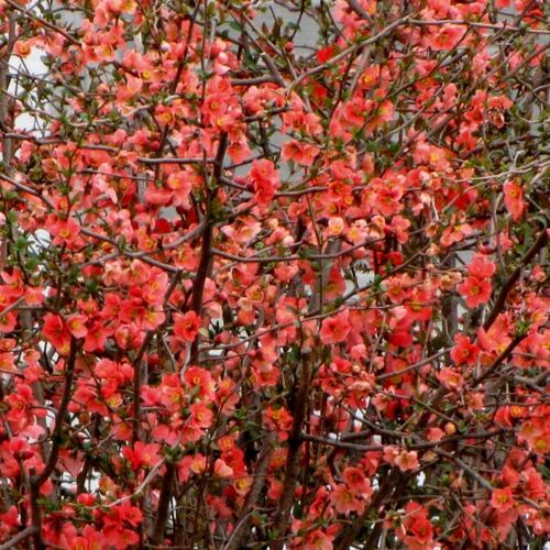 Айва японская Ред Джой/Chaenomeles japonica Red Joy