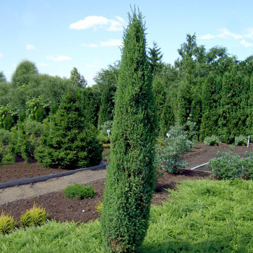 Можжевельник обыкновенный Арнольд/Juniperus communis Arnold 30-40 С2