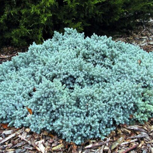 Можжевельник чешуйчатый Блю Стар/Juniperus squamata Blue Star C3