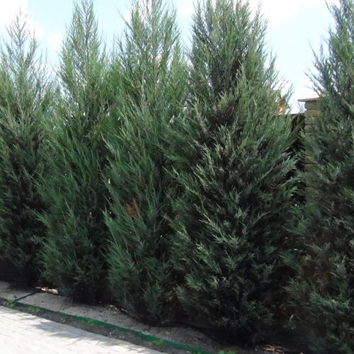 Можжевельник скальный Скайрокет (спираль)/Juniperus scopulorum Skyrocket 200-250 В