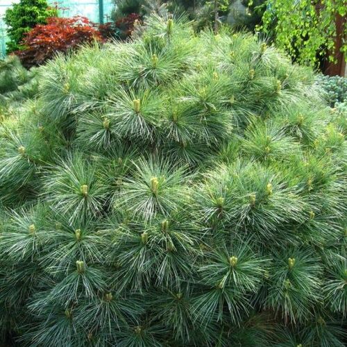 Сосна веймутова Минима/Pinus strobus Minima 25-30 С5