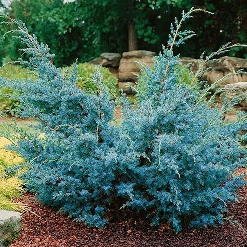 Можжевельник китайский Блю Альпс/Juniperus chinensis Blue Alps 60-70 С10