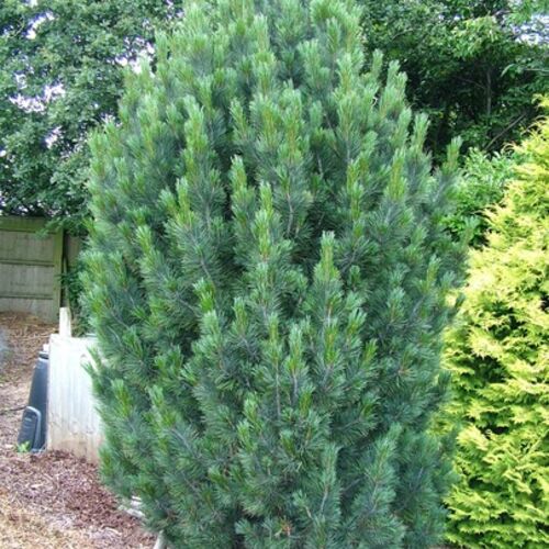 Сосна кедровая европейская Глаука/Pinus cembra Glauca 20-40 С5