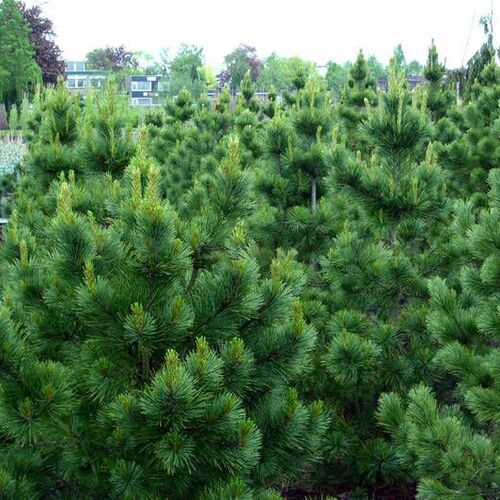 Сосна веймутова Макопин/Pinus strobus Macopin 20-30 С2