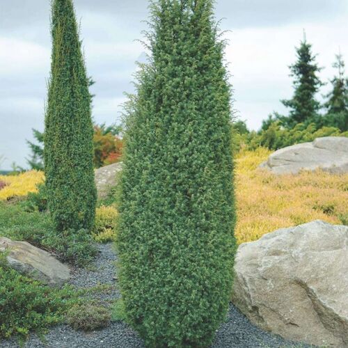 Можжевельник обыкновенный Хиберника/Juniperus communis Hibernika 80-100 В