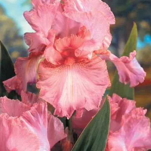 Ирис бородатый (германский) Пинк Горизонт/Iris germanica Pink Horizon Р1,5