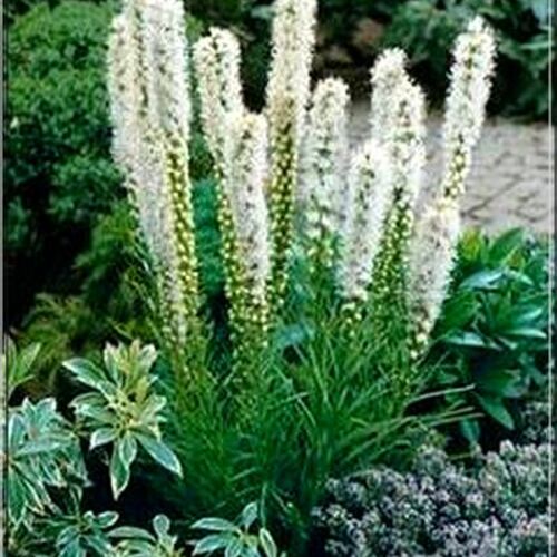 Лиатрис колосковый Флористан Уайт/Liatris spicata Floristan white Р1,5