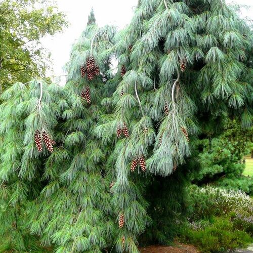 Сосна веймутова Пендула/Pinus strobus Pendula 30-40 С2