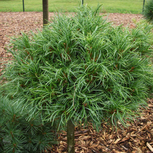 Сосна веймутова Грин Керлз/Pinus strobus Green Curls 20-30 С3