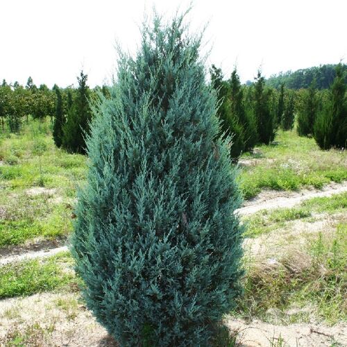 Можжевельник скальный Мунглоу/Juniperus scopulorum Moonglow 200-220 В