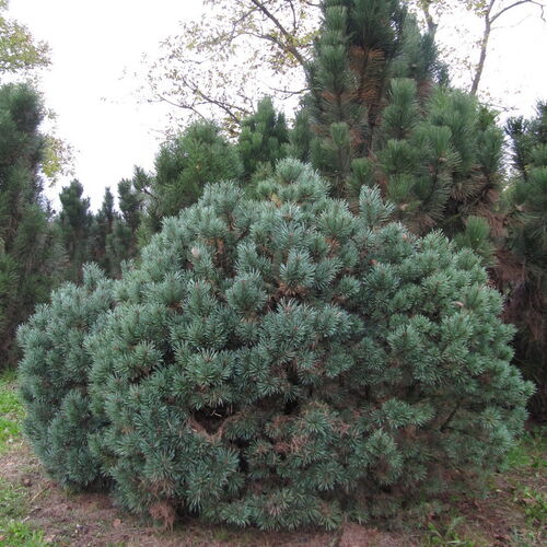 Сосна обыкновенная Нана Аргентия/Pinus sylvestris Nana Argentea 40-60 С7,5 (Р)