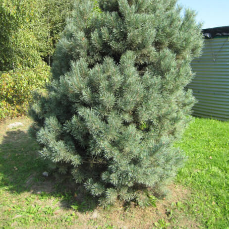 Сосна обыкновенная Ватерери/Pinus sylvestris Watereri 60-80 С7,5 (Р)