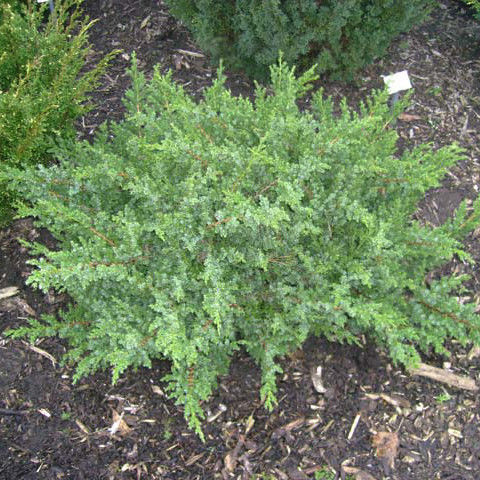Можжевельник чешуйчатый Сан Хосе/Juniperus squamata San Jose 30-40 С10