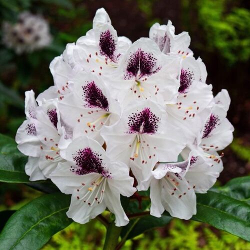 Рододендрон гибридный Кальсап/Rhododendron hybrid Calsap С3