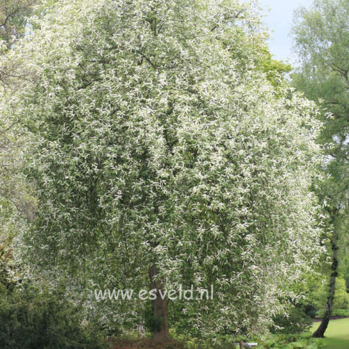 Черемуха обыкновенная Ватерери/Prunus padus Watereri 175-200 С15