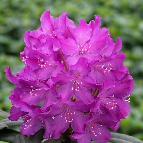 Рододендрон гибридный Болеслав Храбрый/Rhododendron hybrid Boleslaw Chrobry С3