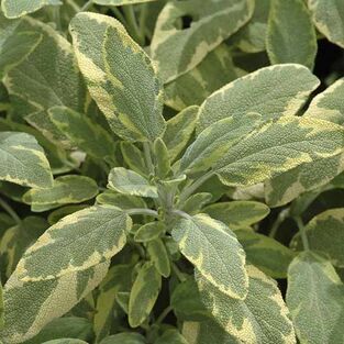 Шалфей (сальвия) лекарственный Голдблатт/Salvia officinalis  Goldblatt Р1,5