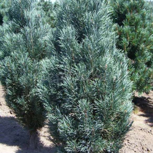 Сосна веймутова/Pinus Strobus 60-80 С7,5 (Р)