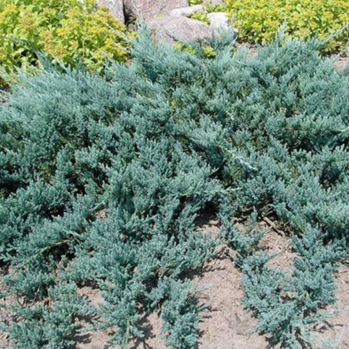 Можжевельник горизонтальный Блю Чип/Juniperus horizontalis Blue Chiр C3