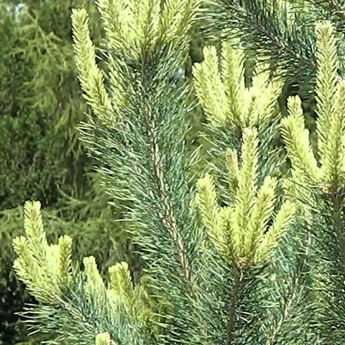 Сосна обыкновенная Канделайт/Pinus sylvestris Canellight 160-180 В