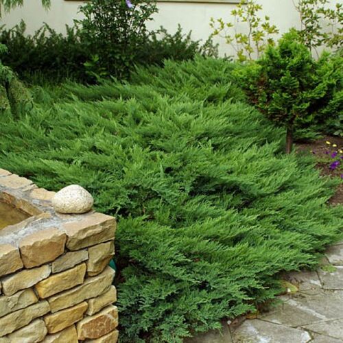 Можжевельник казацкий Тамарисцифолия/Juniperus sabina Tamariscifolia 30-40 C3