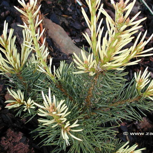 Сосна обыкновенная Аргента/Pinus sylvestris Argentea  380-400 С130