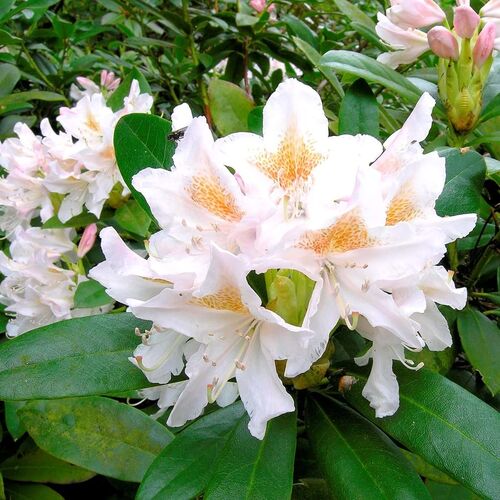 Рододендрон гибридный Каннингемс Уайт/Rhododendron hybrid  Cunningham's White С3
