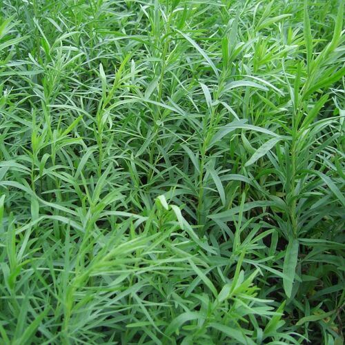 Полынь эстрагонная Сениор/Artemisia dracunculus Senior Р1,5