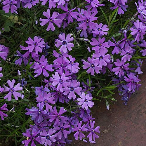 Флокс шиловидный Парпл Бьюти/Phlox subulata Purple Beauty Р1,5